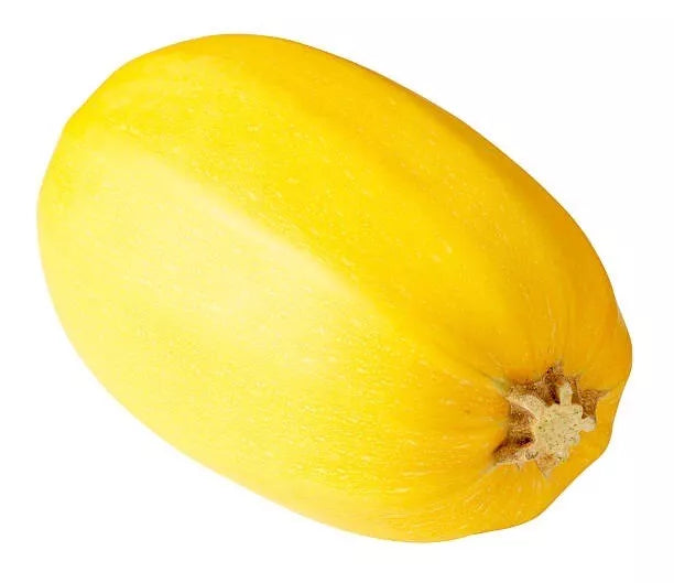 Spaghetti Squash Seeds - 25 Organic Heirloom Non-GMO Seeds - Cucurbita pepo - Perfect for Home Gardeners