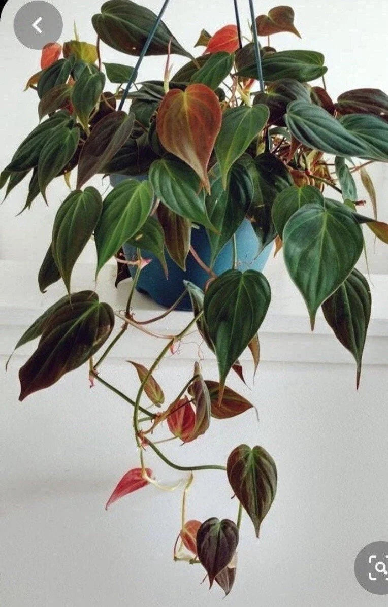 Philodendron Micans Cuttings - 4 Rare Velvet Leaf Green & Bronze - Philodendron hederaceum 'Micans' for Propagation