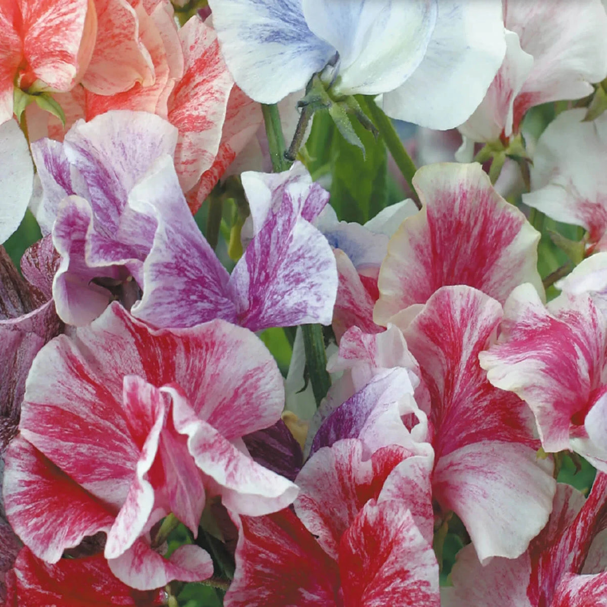 Sweet Pea Seeds Packet | Streamer Mix | Heirloom, Non-GMO | Lathyrus odoratus | Organic Flower Seeds for Garden