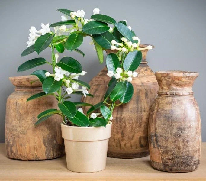 Madagascar Jasmine Starter Plant - Small Green Leaf Stephanotis - Fragrant Indoor Houseplant (Stephanotis floribunda)