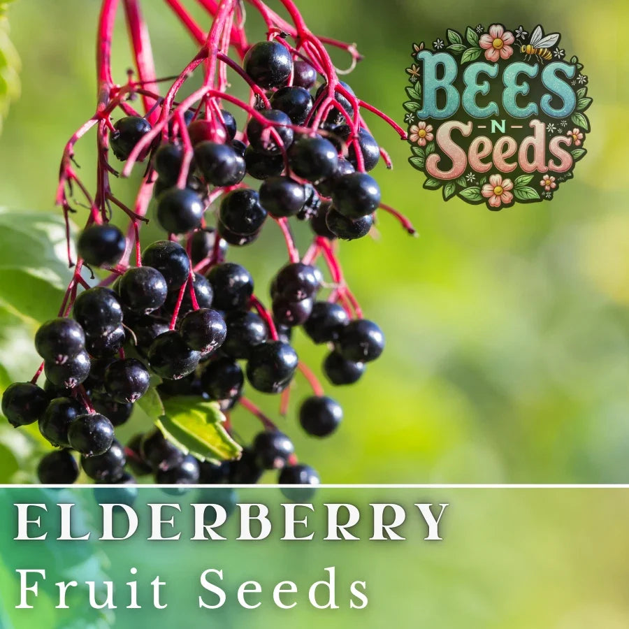 Elderberry Seeds - Non-GMO Fruit Seeds - Sambucus canadensis - 175 or 450 Seeds for Berry Garden