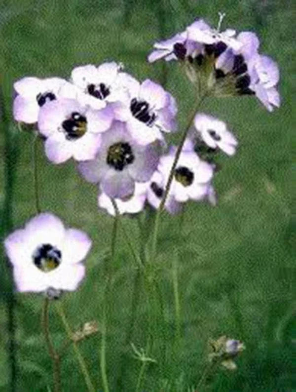 Bird's Eye Gilia Seeds 1000 Count - Lavender Blooms - Gilia tricolor - Non-GMO Wildflower Garden Seeds