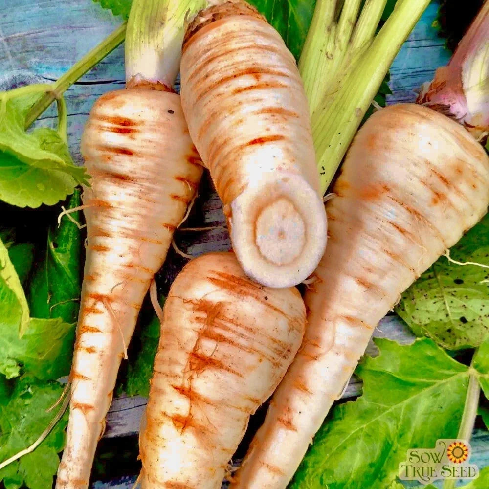 Hollow Crown Parsnip Seeds - 200+ Non-GMO Heirloom Seeds - Pastinaca sativa - Ideal for Garden Planting and Fresh Harvest