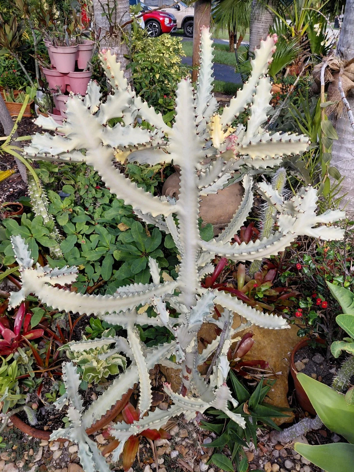 Rooted Euphorbia Lactea “White Ghost” Cactus - Unique Indoor Succulent for Home Decor - Low-Maintenance Plant