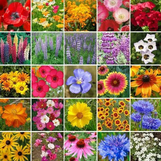 Wildflower Mix Seeds 1000 Count Southwest Region Perennials Non-GMO (25 Species) - Various