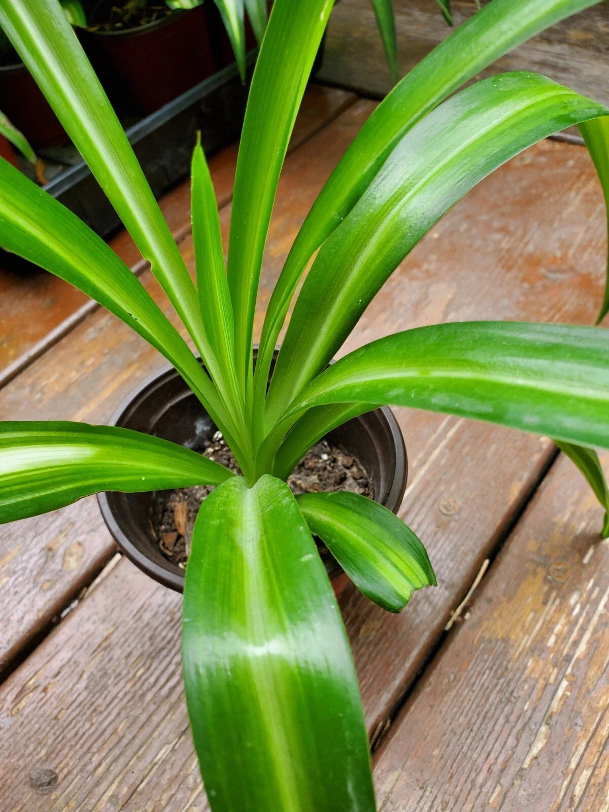 Rooted Spider Plant in Pot, Solid Green, Chlorophytum comosum, Easy Care Indoor Air Purifier, Perfect for Beginners