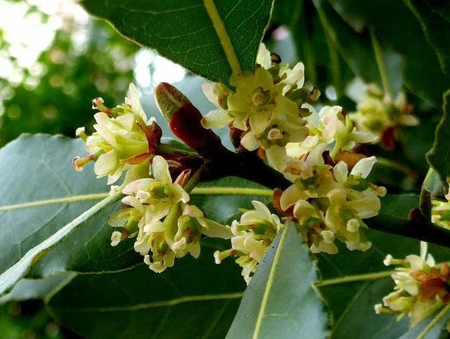 Laurus Nobilis Seeds - 5 Bay Leaf Laurel Seeds - Rare Tropical Plant for Culinary Use - Aromatic Evergreen Cooking Herb