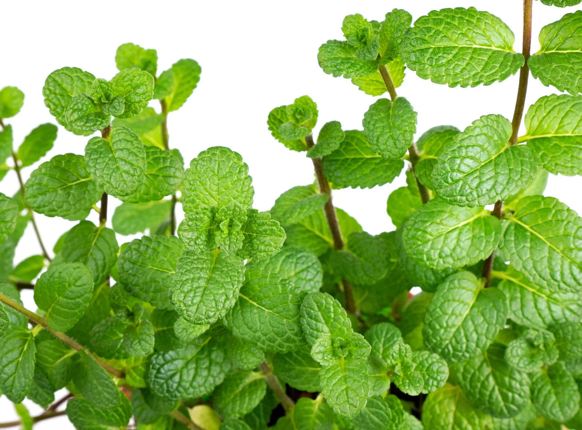 Peppermint Seeds 400 Count Non-GMO Heirloom Herb Mentha piperita for Culinary Use and Herbal Remedies