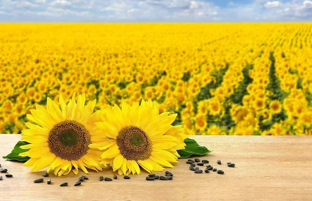 Black Oil Sunflower Seeds - 200 Count - Helianthus annuus - Bird Attracting, Oil Producing, Easy to Grow, Drought Resistant