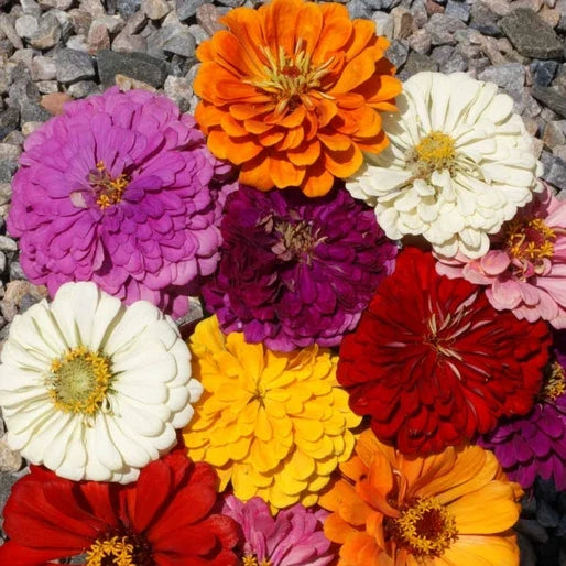Zinnia Seeds California Giants Mix 50 Seeds 7 Colors Zinnia elegans for Vibrant Garden Blooms