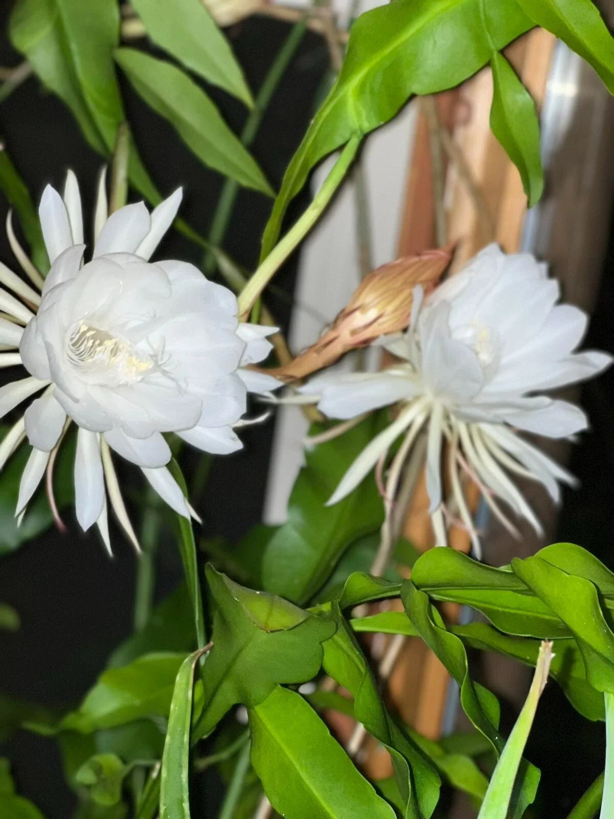 Queen of the Night Cactus Cutting - Unrooted Epiphyllum oxypetalum - Unique Indoor Plant Décor - Nocturnal Blooms