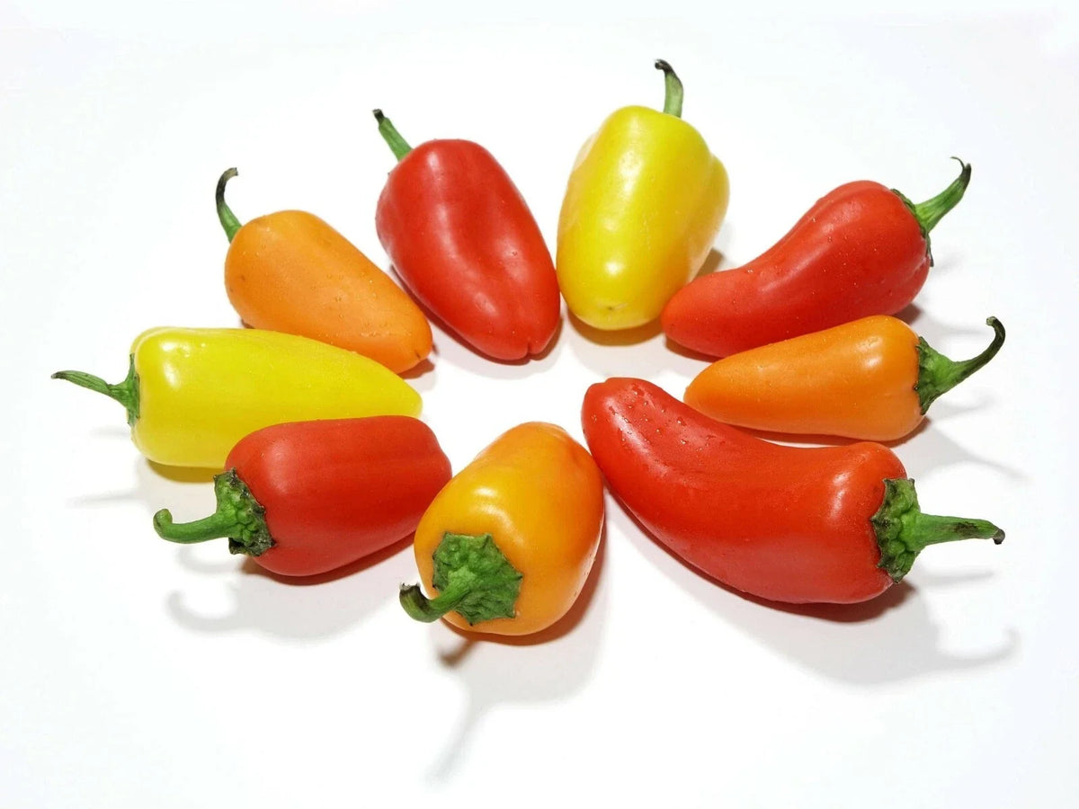 Santa Fe Grande Hot Pepper Seeds - Heirloom Capsicum annuum - 20 Non-GMO Seeds for Spicy Flavor and Colorful Dishes