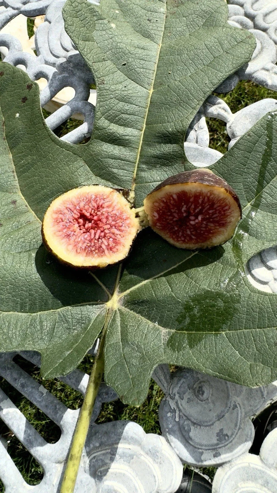 Brown Turkey Fig Cuttings 8 Pack - Ficus carica - Organic Fruit Tree Cuttings for Home Garden, Easy to Root, Sweet Figs