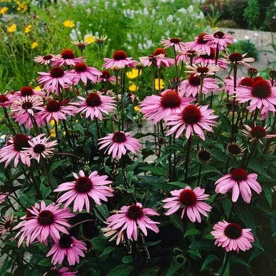 Purple Coneflower Seeds - 200 Organic Echinacea purpurea - Non-GMO, USA Grown, Attracts Pollinators, Free Shipping