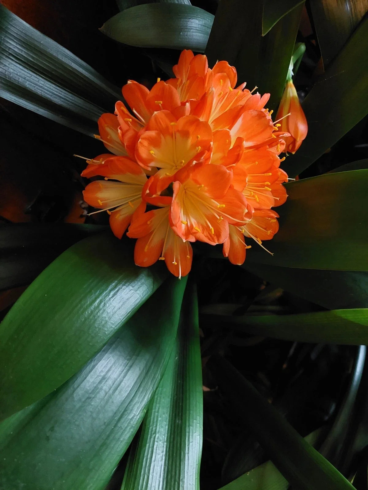 Clivia Miniata Broadleaf Plant, 5-Year-Old Indoor Houseplant, Non-Flowering, USA Grown, Low Maintenance, Easy Care