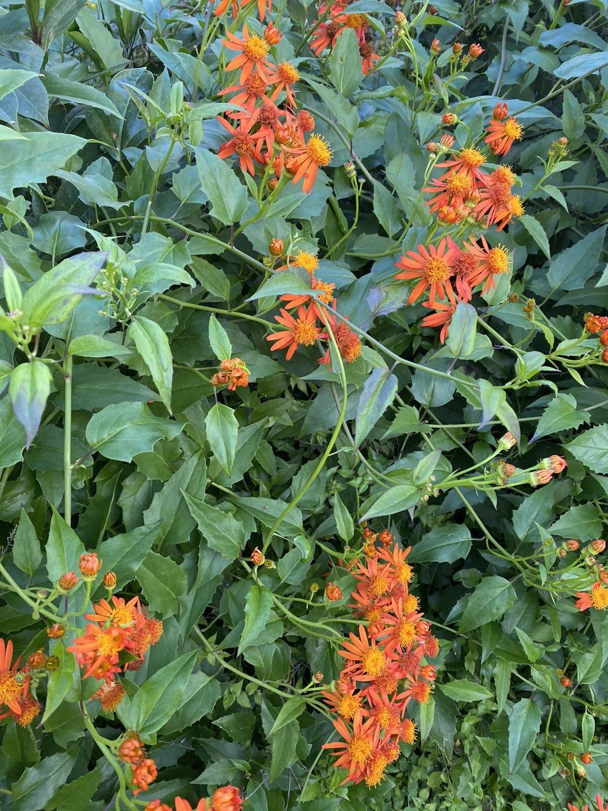 Mexican Flame Vine Cuttings 10 Pack 5-7 Inches Pseudogynoxys Chenopodioides No Roots, Vibrant Tropical Climbing Plant