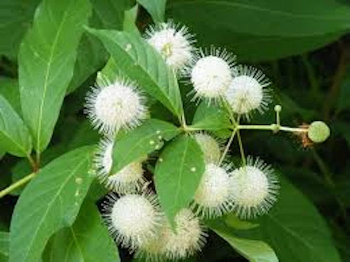 Buttonbush Plant Bare Root Shrub 12-24" Cephalanthus occidentalis Native Wetland Perennial for Pollinators