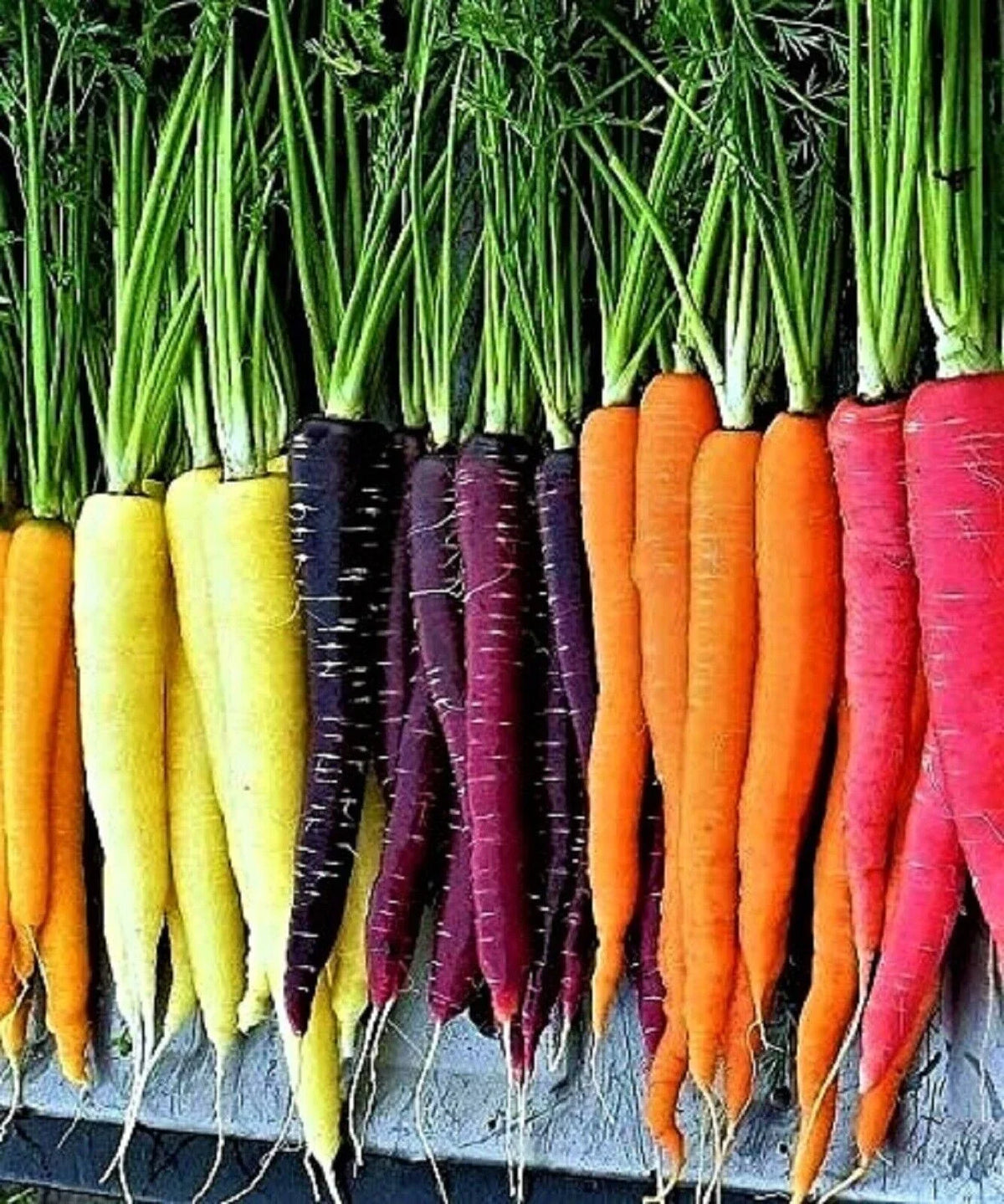 Rainbow Carrot Blend Seeds - 100+ Organic Non-GMO Heirloom Daucus carota - Colorful Vegetable Garden Mix