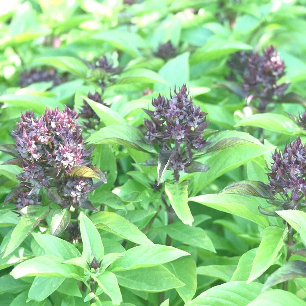 Siam Queen Basil Seeds - 100+ High Yielding Annual Seeds - Ocimum basilicum - Perfect for Spring Planting