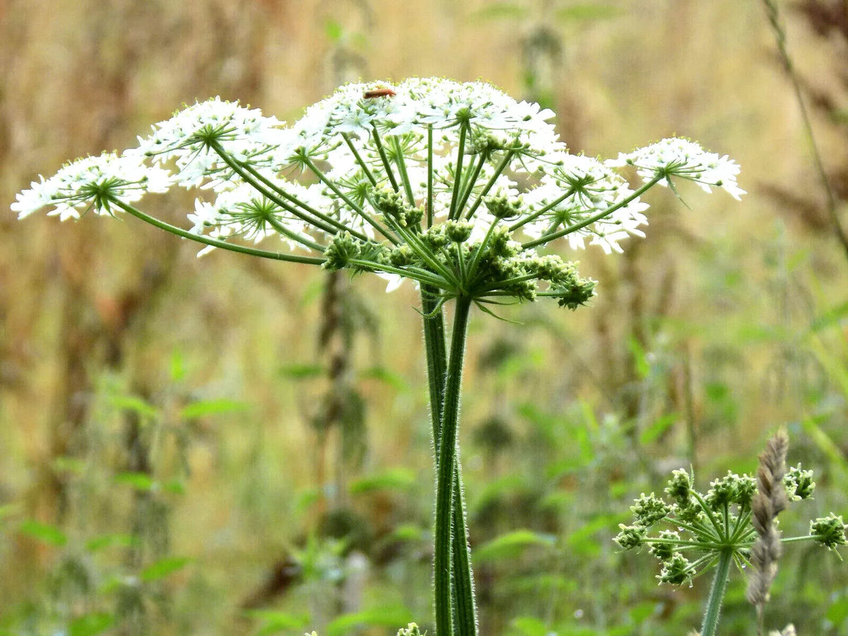 Anise Herb Seeds - 300+ Seeds - Pimpinella Anisum - Culinary & Medicinal Spice for Flavorful Dishes and Teas