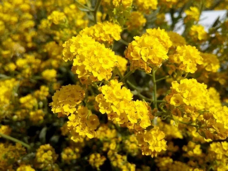 Cape Myrtle Seeds - 20 Sunset Yellow Perennial Flower Seeds - Lagerstroemia indica - Drought-Tolerant Garden Blooms