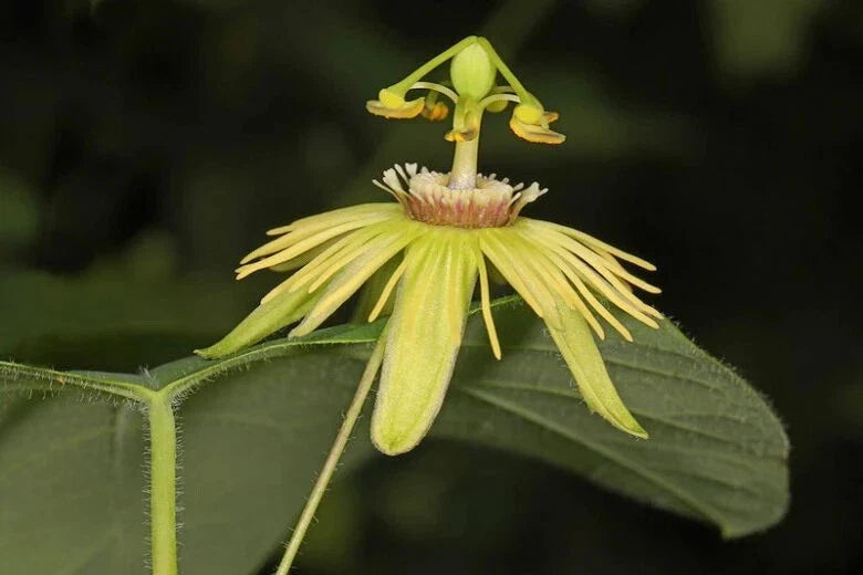 Yellow Passiflora Passion Fruit Starter Plant - Small Rooted Vine, Edible Fruit, Passiflora edulis var. flavicarpa