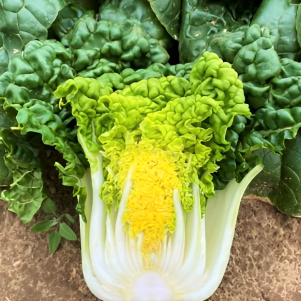 Golden Heart Bok Choy Seeds - 100 Pack - Yellow Green Pak Choi - Brassica rapa subsp. chinensis - Non-GMO for 2025 Planting
