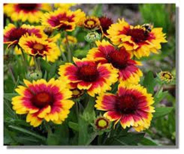 Arizona Sun Blanket Flower Seeds, 100 Count, Bright Red Yellow Orange Blooms, Gaillardia pulchella - Easy to Grow Annual
