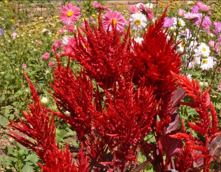 Celosia Seeds - 500 Non-GMO Scarlet Plume Heirloom Red Cut Flowers - Celosia cristata