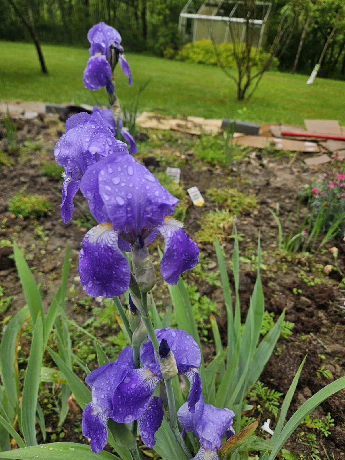 Purple Bearded Iris Rhizome - Bare Root Heirloom Bulb - Iris germanica - Elegant Purple Flowers for Garden