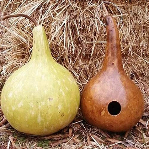 10 Bottle Gourd Seeds - Exotic Rare Variety for Gardening, Lagenaria siceraria, Ideal for Canteen Use