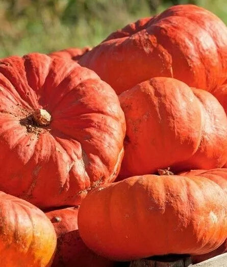 Cinderella's Carriage Pumpkin Seeds - Heirloom Variety - Cucurbita pepo - 15 Fresh Seeds for Planting