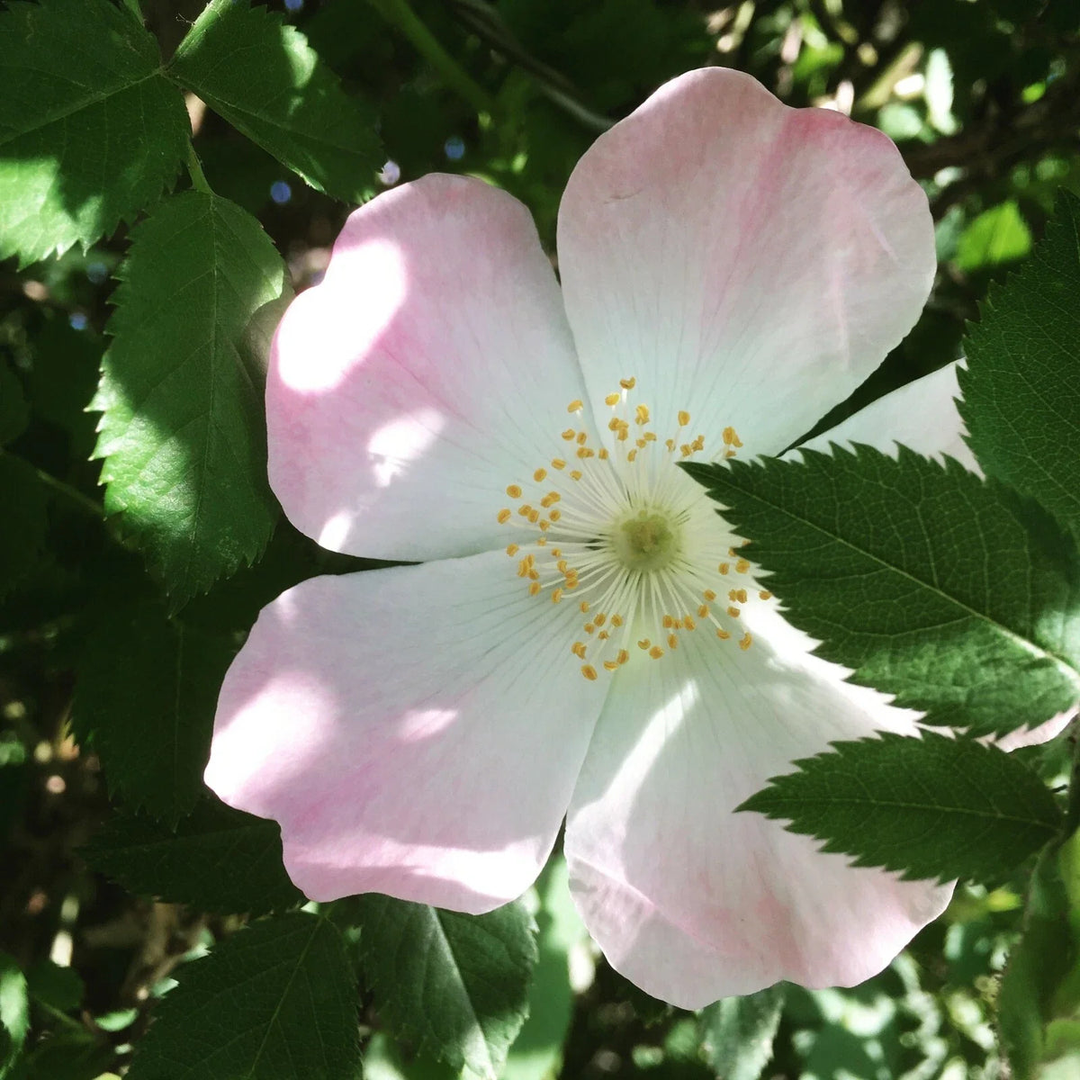 Dog Rose Seeds, 50 Count, Brier Rose, Rosa Canina - Hardy Wildflower Seeds for Garden Planting, Wildlife Attracting