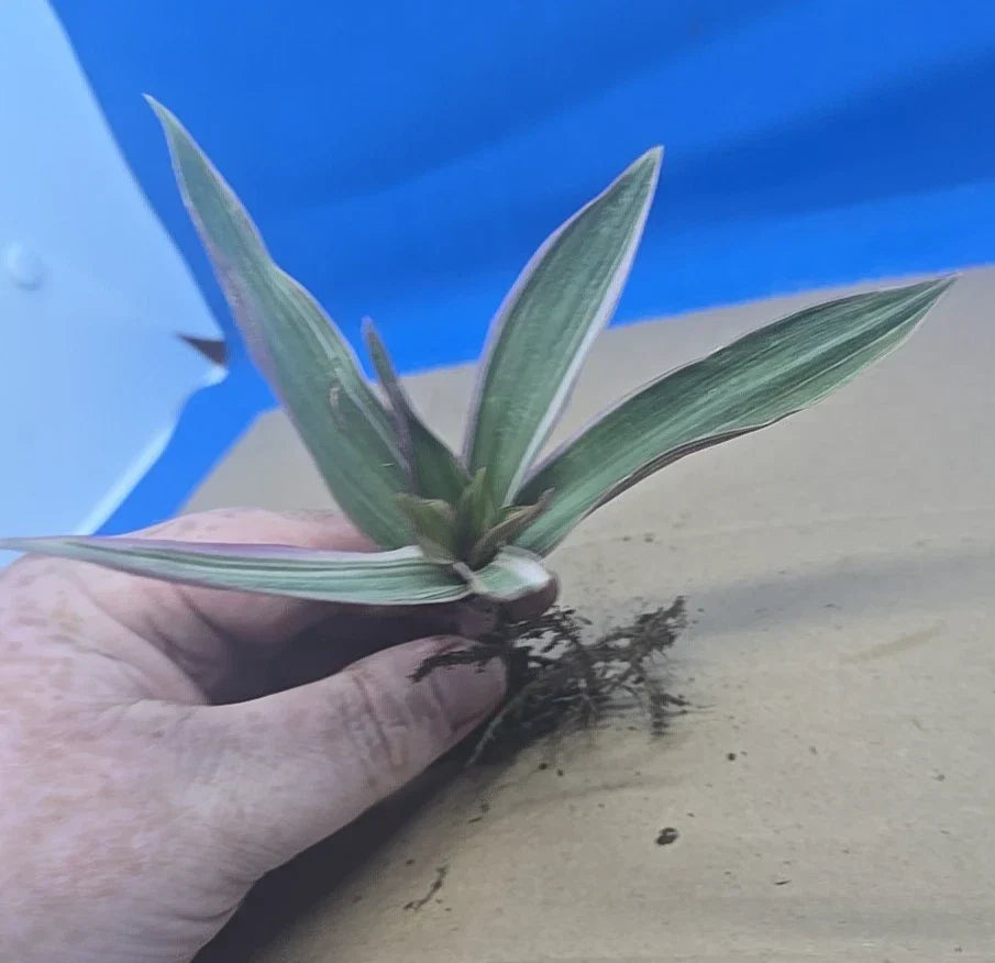 Variegated Oyster Plant 4" Potted Tradescantia spathacea 'Tricolor' - Colorful Indoor Houseplant with Easy Care