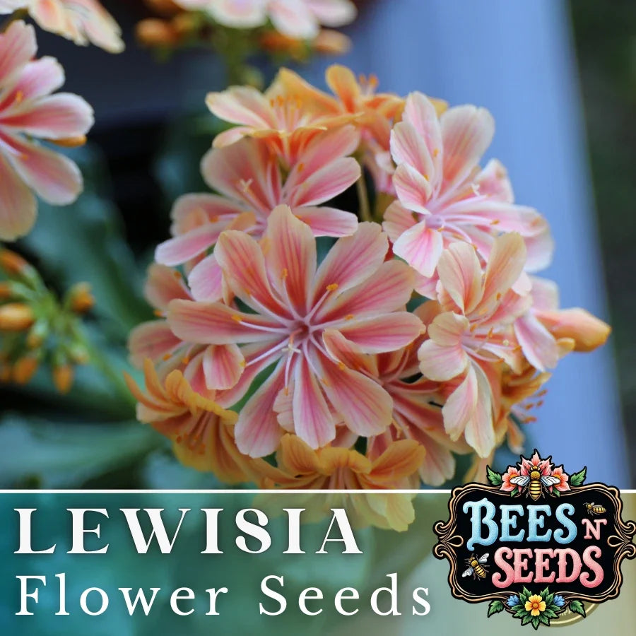 Sunset Lewisia Seeds - 35 or 100 Non-GMO Flower Seeds - Lewisia cotyledon - Colorful Blooms for Gardens and Containers
