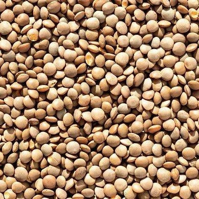 Brown Lentil Seeds - 100+ Count - Morton Daal Indian Dal Bean - Lens culinaris - Ideal for 2025 Planting