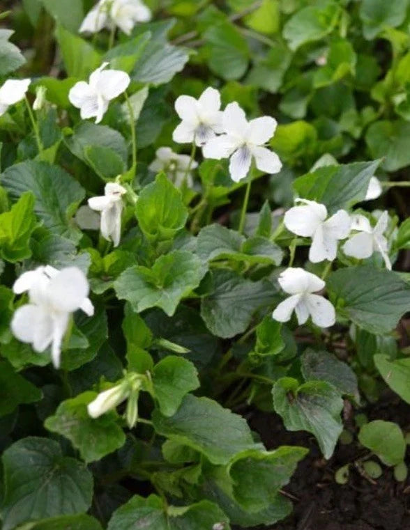 Organic Bareroot Wild Striped Cream Violet Plant - Viola striata - Native Perennial Flower for Pollinator Gardens
