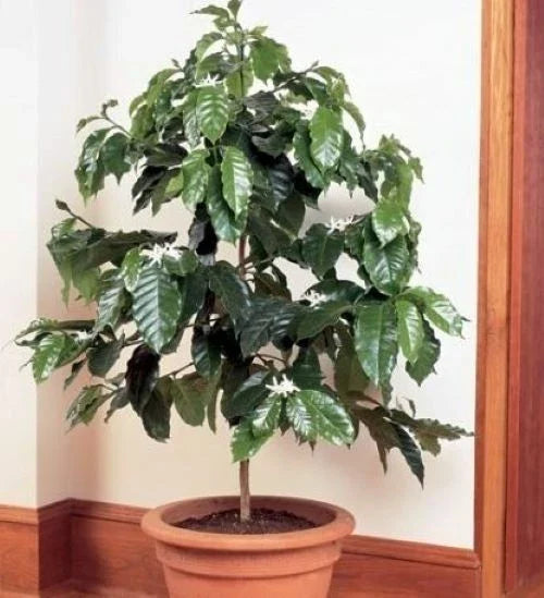 Rooted Arabica Coffee Bean Starter Plant - Coffea arabica - 4-Inch Pot - Grow Your Own Coffee at Home