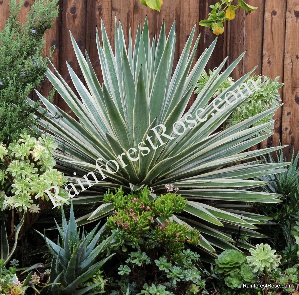 Agave Baby Cuttings - 5 Variegated Caribbean Agave Plants - Agave angustifolia variegata - Low Maintenance Succulent