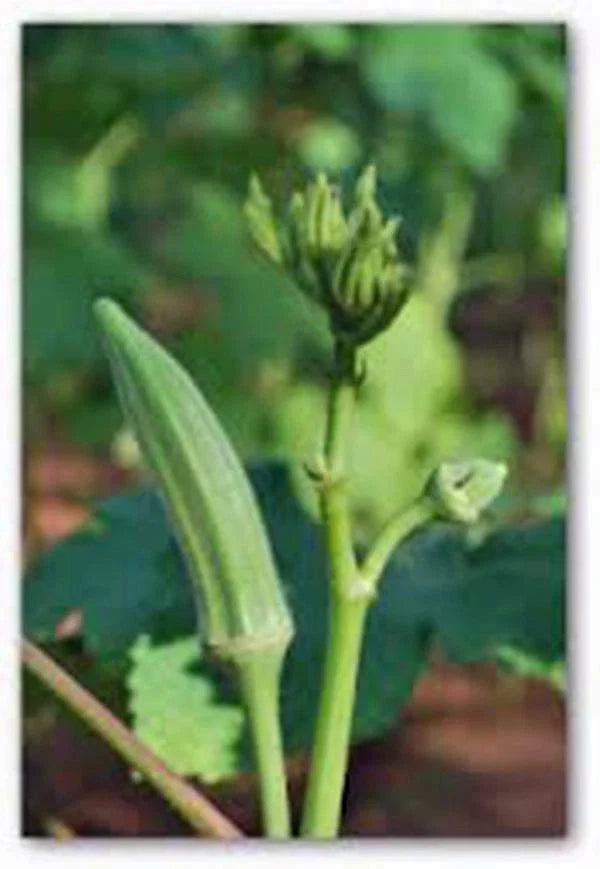 Okra Seeds - 100 Non-GMO Heirloom Perkins Long Pod - Organic Abelmoschus esculentus for Gardening