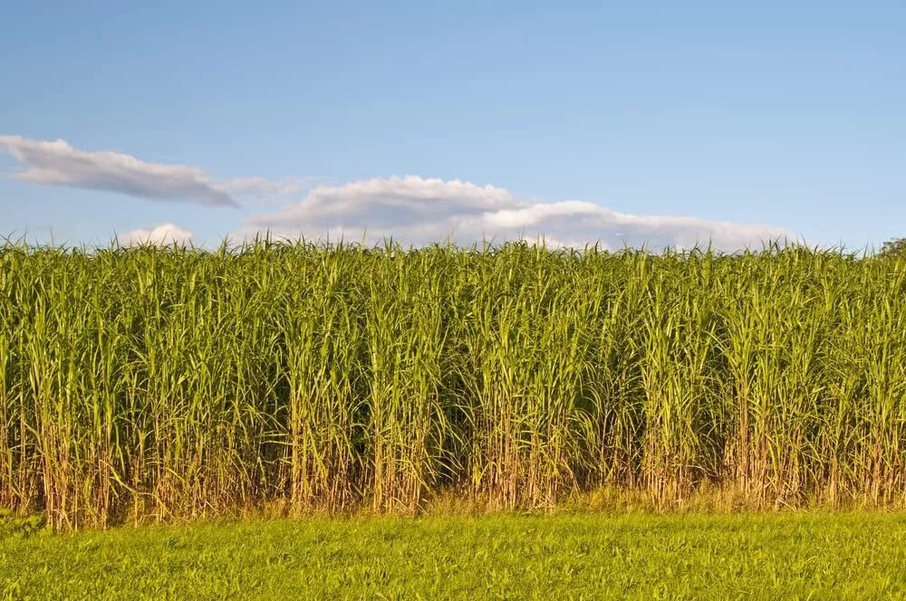 Switchgrass Seeds - Fast Growing Hardy Prairie Grass for Biofuel & Erosion Control - Panicum virgatum - Eco-Friendly Gardening