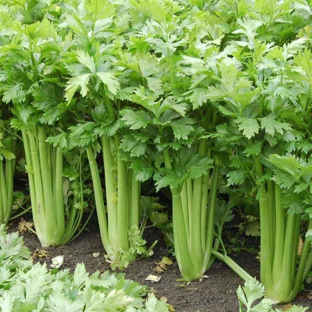 Tall Celery Seeds 2500+ | Non-GMO Heirloom | Apium graveolens var. dulce | Ideal for Home Gardens & Containers