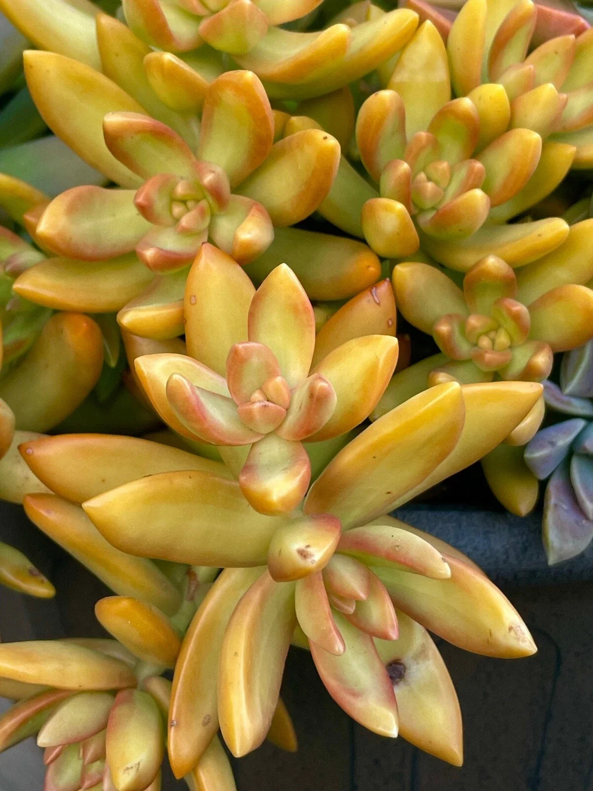 Rare Succulent Cutting - 2-Inch Sedum Orange Delight - Yellow Live Plant - Sedum spp. - Unrooted for Propagation