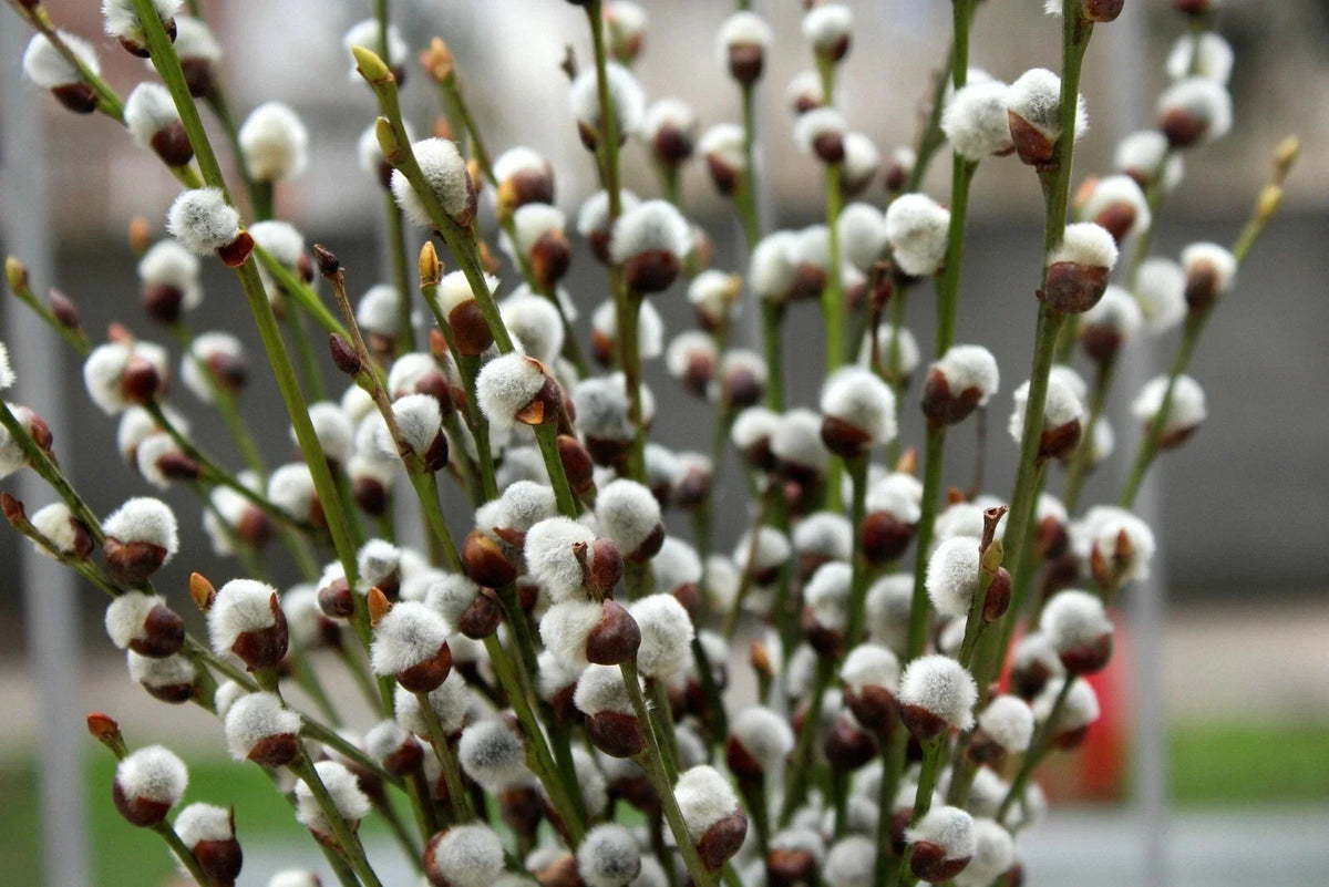 Pussy Willow Cuttings - 10 Unrooted Fuzzy White Blooming - Salix discolor - Fast Growing Garden Plants