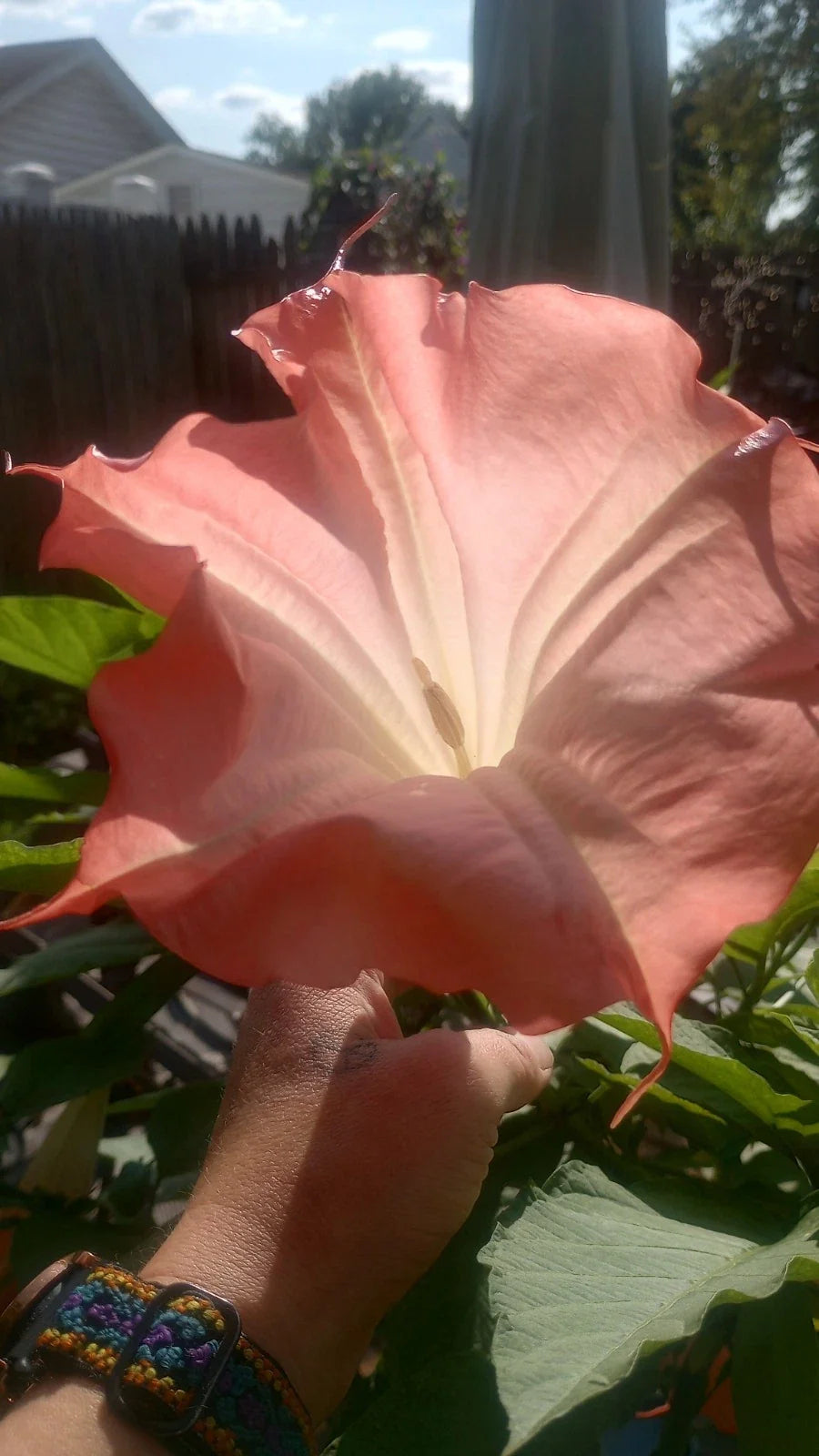 Brugmansia Angel Trumpet Live Plant Node - Pink Variety - Brugmansia spp. - Leafless, Rootless for Easy Cultivation