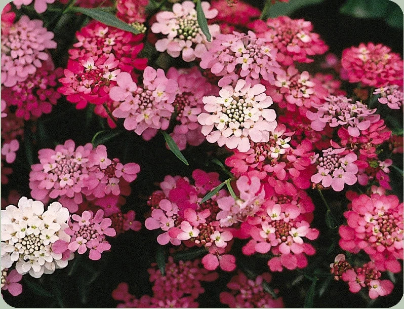 Candytuft Seeds 325 Pack - White Pink Perennial - Iberis umbellata - Easy Grow for Borders & Containers - GroCo USA