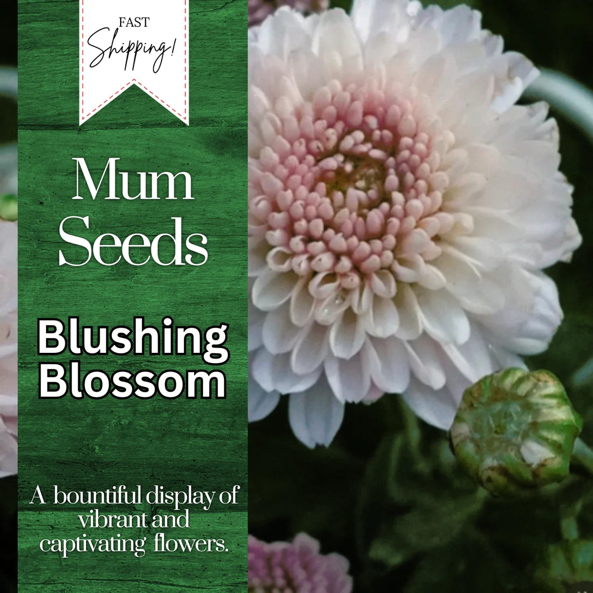 Chrysanthemum Seeds - Blushing Blossom Variety - 200+ Flower Seeds - Chrysanthemum morifolium - Ideal for Garden Planting