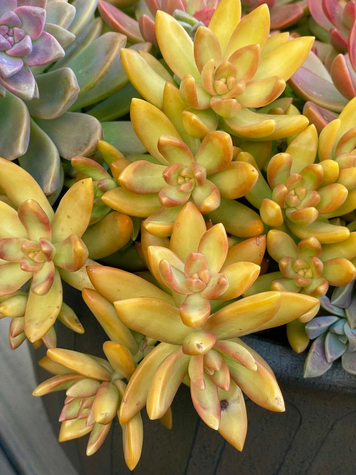 Rare Succulent Cutting 2-Inch Orange Delight Sedum Nussbaumerianum Live Plant, Vibrant Orange Foliage, Easy Care Succulent