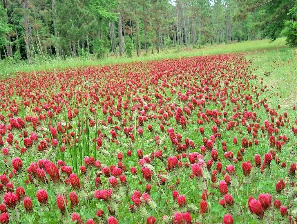 Crimson Clover Seeds - 1001+ Seeds - Groundcover Wildflower for Pollinators - Trifolium incarnatum - Non-GMO, Fast Germination