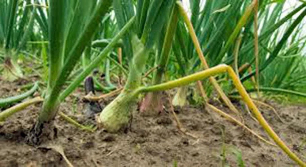 Texas Early Grano Onion Seeds, Heirloom, 25+ Seeds, Short Day Vidalia Type, Allium cepa